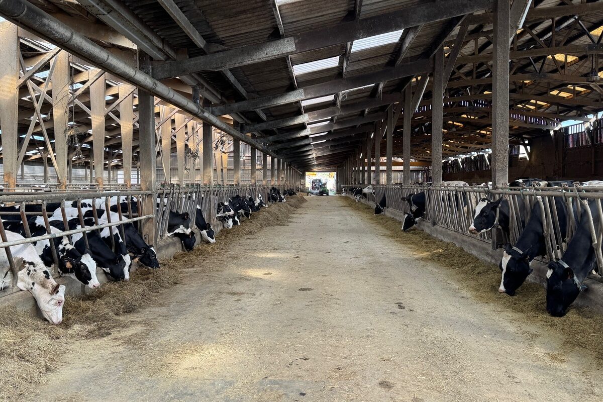 Un couloir d'alimentation dans un bâtiment d'élevage avec des génisses de race Holstein à gauche et des vaches au cornadis à droite - Illustration C’est le &lsquo;money time&rsquo; pour vacciner