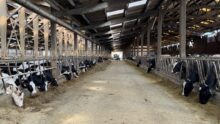 Un couloir d'alimentation dans un bâtiment d'élevage avec des génisses de race Holstein à gauche et des vaches au cornadis à droite
