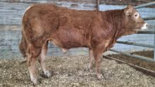 un veau mâle limousin dans un box