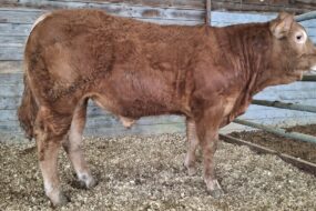 un veau mâle limousin dans un box