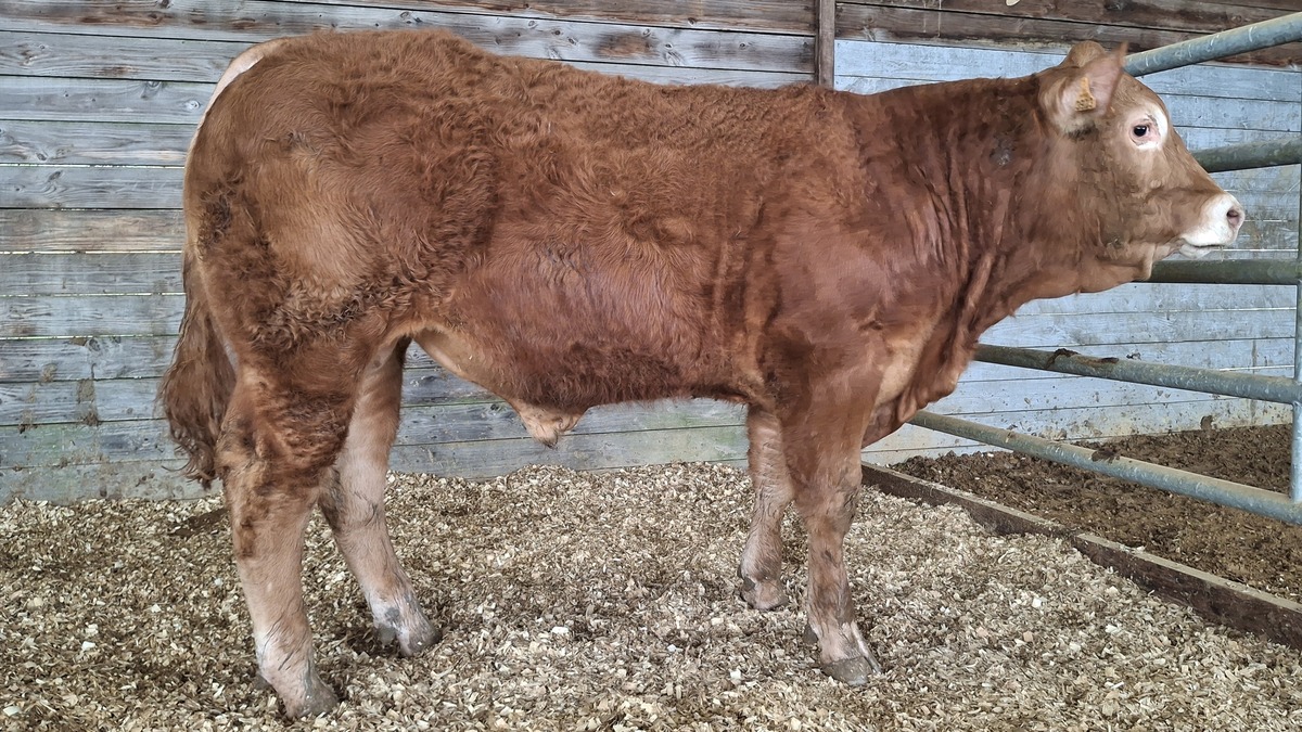 un veau mâle limousin dans un box - Illustration Le veau Armor vendu 38 500 € à Lanaud