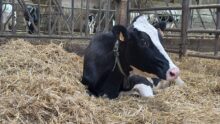 Une vache couchée dans la paille
