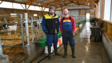 Deux éleveurs dans une nurserie bovine