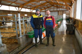 Deux éleveurs dans une nurserie bovine