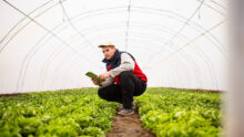 Un homme accroupi observe sa culture de salades dans un tunnel maraîcher