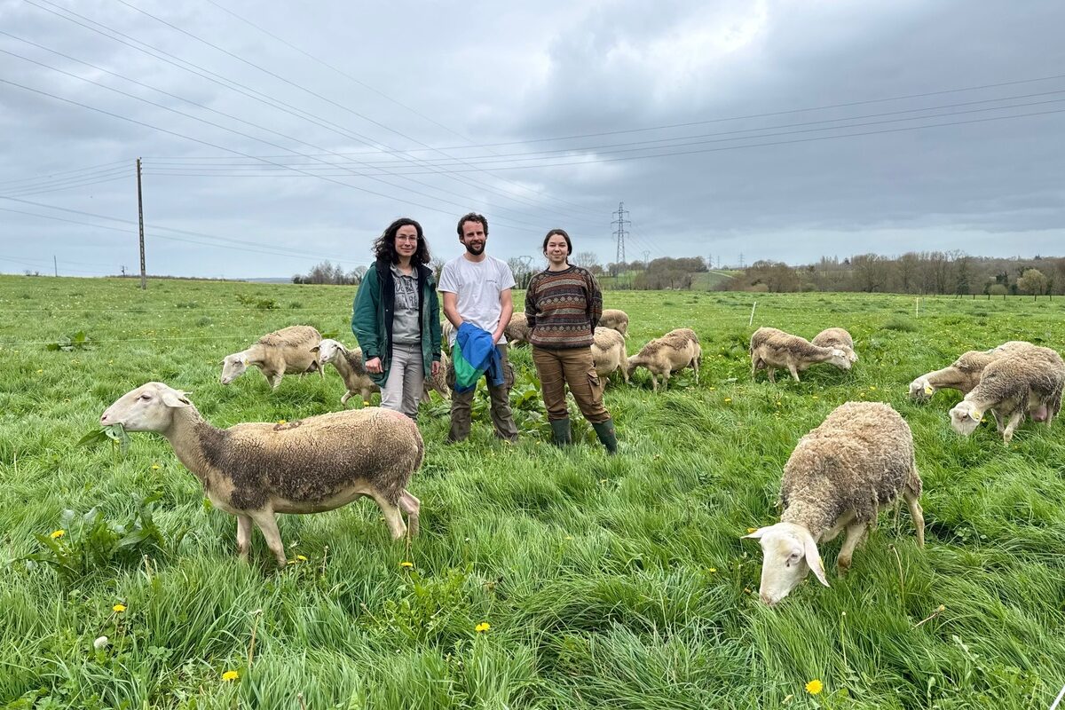 Deux jeunes femmes et un jeune homme entourés de brebis de race Lacaune dans une prairie - Illustration Difficile de faire l’impasse sur un regard extérieur en Gaec