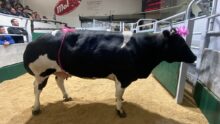 Une vache Blanc Bleu dans un ring de marché organisé