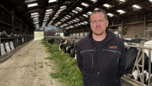 Un homme devant des vaches dans un bâtiment d'élevage
