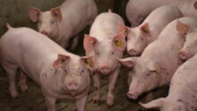 Porc en engraissement