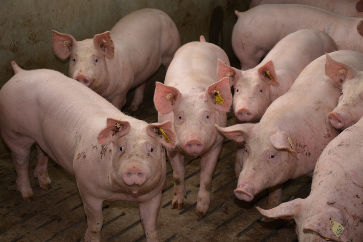Porc en engraissement - Illustration La santé respiratoire des éleveurs passe par la prévention