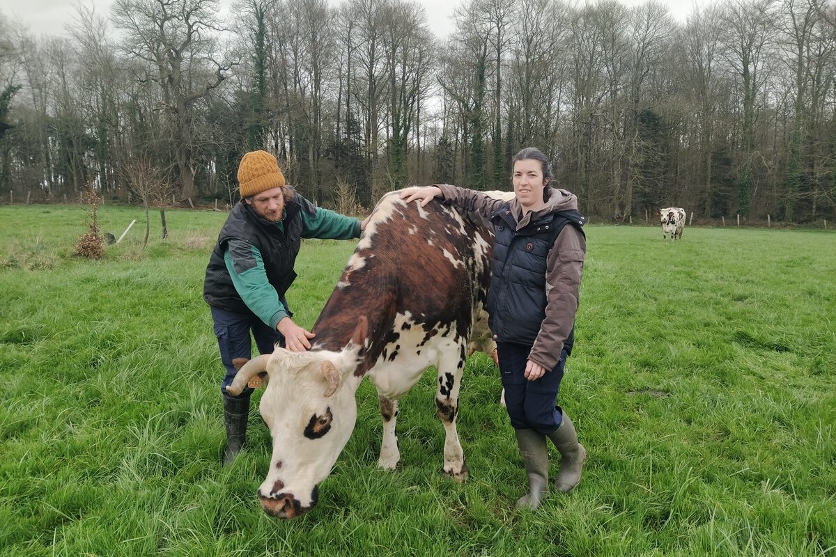 2 personnes autour d'une vache dans un champ - Illustration Sortie d’hiver, le pâturage reprend progressivement