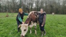2 personnes autour d'une vache dans un champ