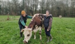 2 personnes autour d'une vache dans un champ