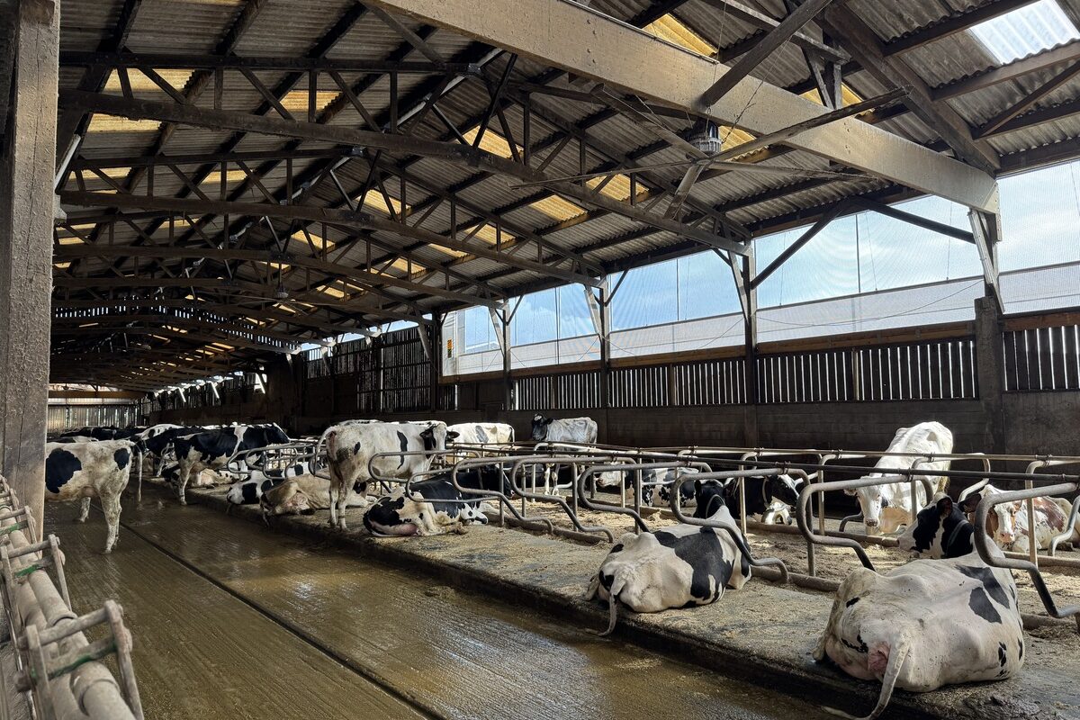 Des vaches de races Holstein couchées dans des logettes dans une étable - Illustration Grâce à la ventilation, l&rsquo;ammoniac n&rsquo;est plus qu&rsquo;un mauvais souvenir