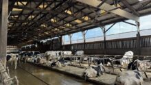 Des vaches de races Holstein couchées dans des logettes dans une étable
