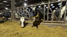 Desux vaches de race Holstein au cornadis en train de consommer une ration à base d'ensilage de maïs dans une étable