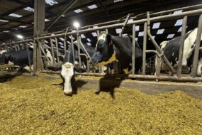 Desux vaches de race Holstein au cornadis en train de consommer une ration à base d'ensilage de maïs dans une étable