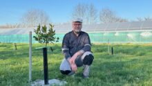 Un homme près d'un jeune plant d'agrume devant une serre tunnel au second plan