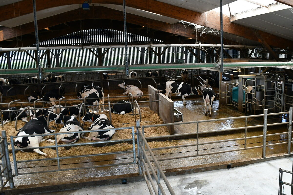 vue de haut d'un bâtiment avec des vaches en logettes et un robot de traite - Illustration Transition réussie du roto aux robots