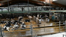 vue de haut d'un bâtiment avec des vaches en logettes et un robot de traite