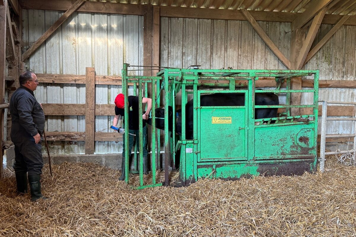 Un homme observe un étudiant intervenir sur une génisse dan sune cage de contention - Illustration « Soignez la relation homme-animal »