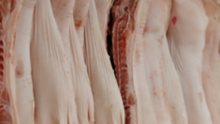 carcasses de porc suspendues dans un abattoir