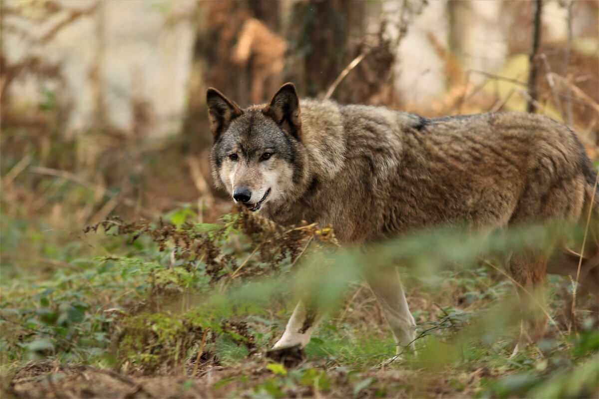 Un loup dans une fprêt - Illustration Une retraite paisible pour les loups de Coat Fur