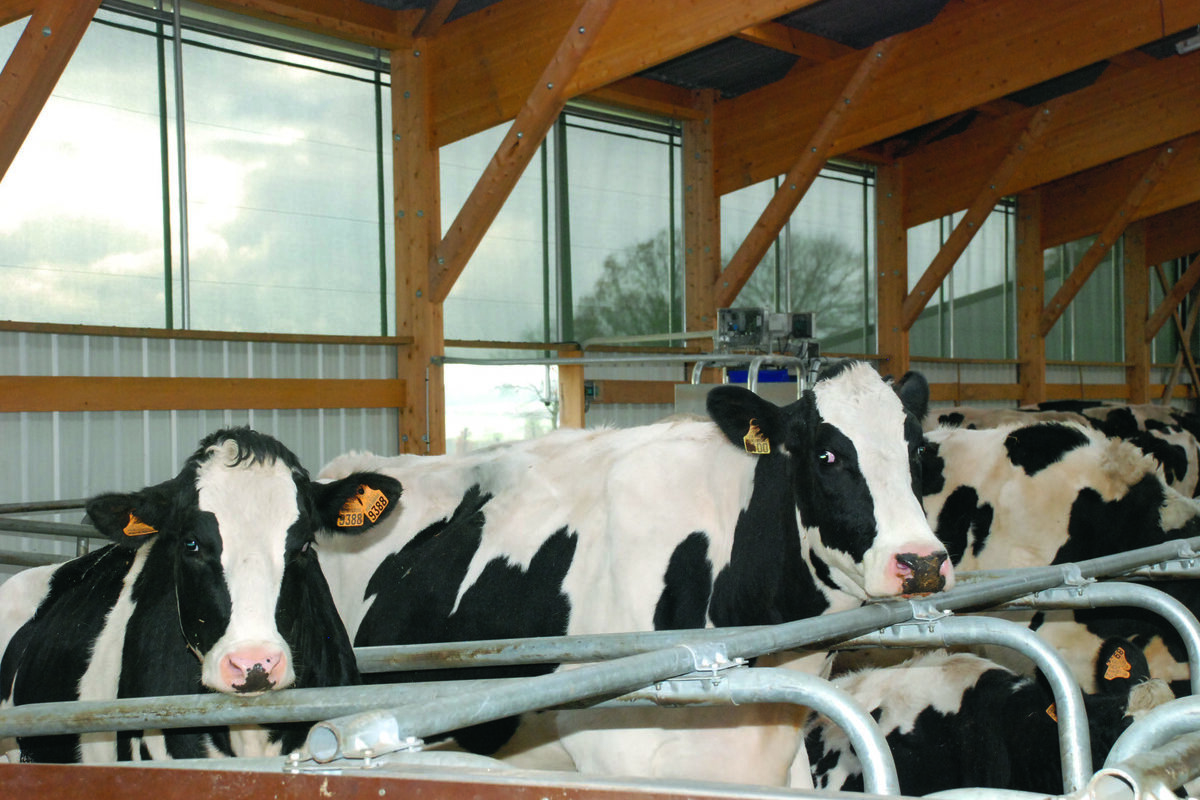 Vaches laitières Holstein dans une stabulation - Illustration L’ambiance se lit d’abord sur les vaches