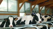 Vaches laitières Holstein dans une stabulation