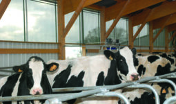 Vaches laitières Holstein dans une stabulation