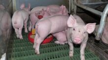 Des porcelets dans une case en tran de manger de l'aliment dans une gamelle
