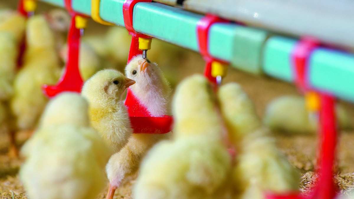 Gros plan sur des poussins en train de boire dans un bâtiment d'élevage de volailles - Illustration L’accès au vaccin vivant change la donne