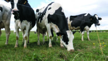 Vaches laitières à l'herbe