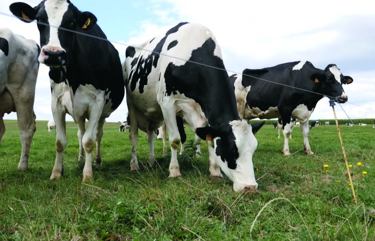 Vaches laitières à l'herbe - Illustration La longévité des vaches au cœur de la performance