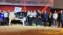 Un groupe de personnes et une vache sur un ring lors de la remise des prix d'un concours bovin