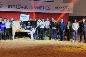 Un groupe de personnes et une vache sur un ring lors de la remise des prix d'un concours bovin