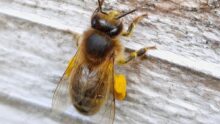 abeille avec du pollen de colza sur les pattes