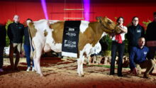 Un groupe de personnes et une vache Pie Rouge sur un ring lors de la remise des prix d'un concours bovin