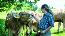 éleveuse des vaches brunes dans un champ à l'ombre d'un arbre