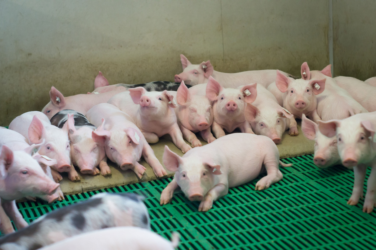 Des porcelets en post sevrage dans une case collective d'un bâtiment d'élevage - Illustration Se mettre dans la tête des cochons