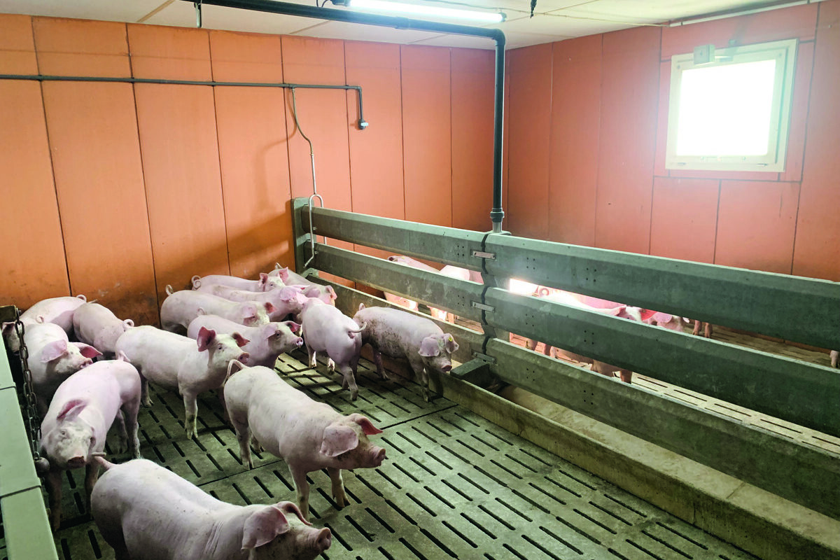 Des porcs en case collectives dans un bâtiment d'élevage avec une grande fenêtre qui laisse entrer la lumière - Illustration Lumière : un levier encore à décrypter