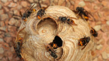 Gros plan sur un nid de frelon asiatique