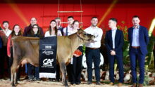 Un groupe de personnes et une vache sur un ring lors de la remise des prix d'un concours bovin