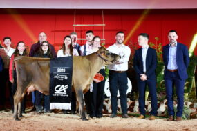 Un groupe de personnes et une vache sur un ring lors de la remise des prix d'un concours bovin