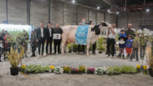 Des personnes autour d'une vache lors de la remise des prix d'un concours