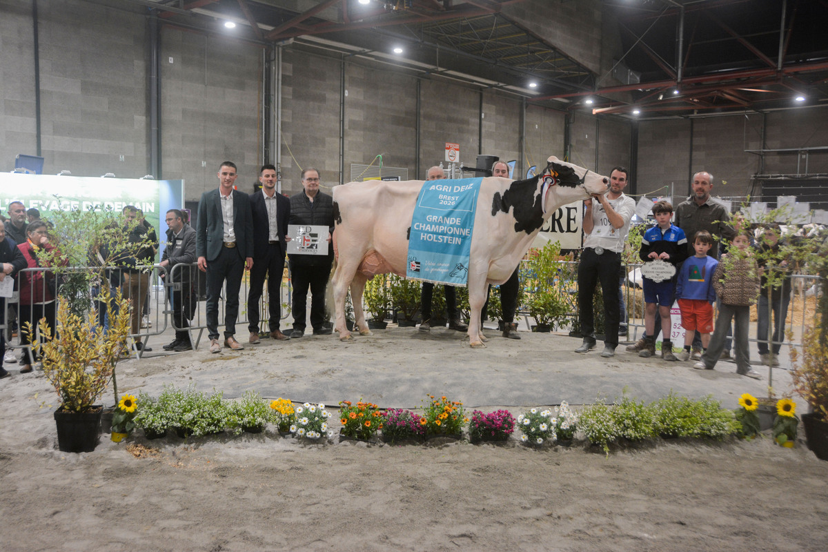 Des personnes autour d'une vache lors de la remise des prix d'un concours - Illustration Coup double pour NH Ashley