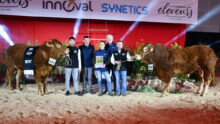 Un groupe de personnes et une génisse et un taureau sur un ring lors de la remise des prix d'un concours bovin