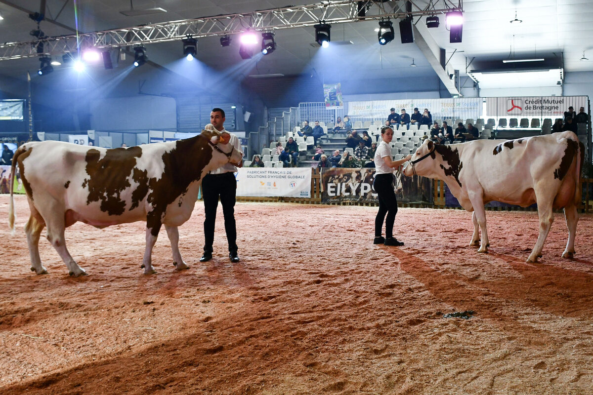 Présentation de Montbéliardes sur un ring - Illustration La mixité de la Montbéliarde mise en avant