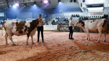 Présentation de Montbéliardes sur un ring