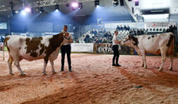 Présentation de Montbéliardes sur un ring